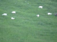 136 Auf der Schwägalp