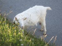 137 Auf der Schwägalp