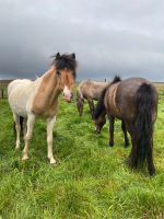 Tag 4 - Island - Islandpferde (1)