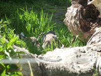 Lemuren mit Babys im Durrell Zoo