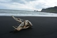 Tag 8 - Island - Vik schwarzer Strand (3)