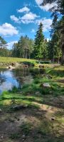 Elch im Wasser