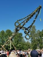 Midsommar Baum wird aufgestellt