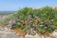 Tag 5 22.06.2022 Jersey, Inselrundfahrt