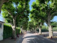 Typisch Frankreich: Plantanenallee