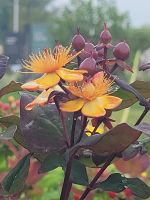 Floriade 2022 in Almere