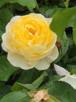 Floriade 2022 in Almere