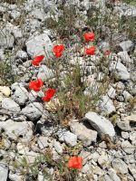 wunderbare Vegetation