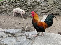 6. Tag – Besuch im Bunratty Castle and Folk Park