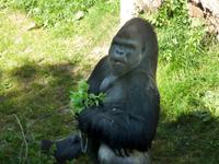 Gorilla im Durrell Zoo