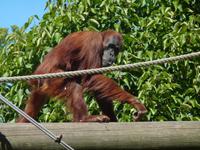 Orang Utan im Durrell Zoo