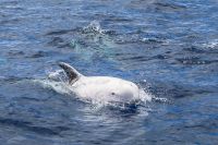 Rundkopfdelfin