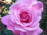 Im Howard Davis Park St. Helier