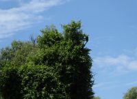 Seeadler im Donau-Delta.JPG