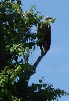 Seeadler.JPG