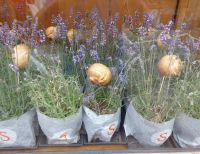 Dürnstein Bäckerei.JPG