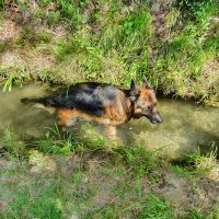 Erfrischung im Tscharser Waal.....