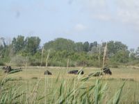 Camargue