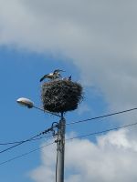 Storchennest