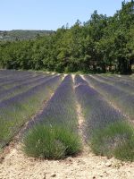 Lavendel im Luberon