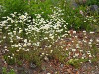 Åland: bei den Ruinen von Bormarslund