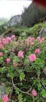 Ursprung Alm