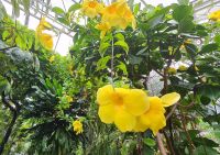 Besuch des Botanischen Gartens in Dresden - Tropenhaus