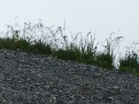 Auf dem Brienzer Rothorn