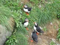 Papageitaucher-Kolonie auf der Halbinsel Tjörnes