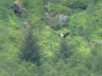 Seeadler im Trollfjord