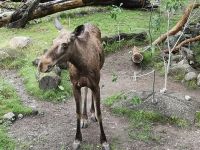 Elch im Skansen Park