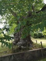 Limonadenbaum im Garten von Astrit Lindgren