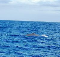 Sao Miguel - Riesendelphin