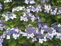 Sao Miguel - Tellerhortensien