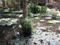 Sao Miguel - Terra Nostra Park 8