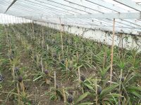 Sao Miguel - Ananasplantage