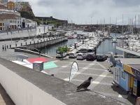 Terceira - Marina in Angra