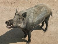 Wildschwein im Omega Park