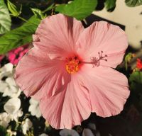 Der Hibiskus blüht in Toronto