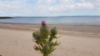 Braighe Beach bei Stornoway