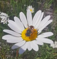 Margeritten mit Besuch, Banff Nationalpark