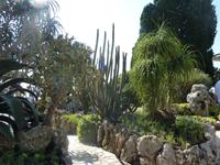 Sukkulenten Pflanzen