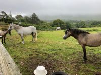 7. Tag – Kylemore Abbey und Garten