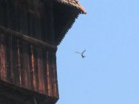 Luzern: Alpensegler am Wasserturm