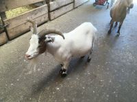 Eindrücke von Gut Aiderbichl