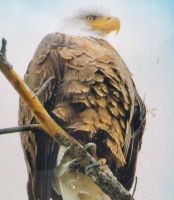 Weißkopfadler im Jasper Nationalpark