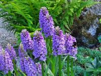 Estland - Tartu - Botanischer Garten