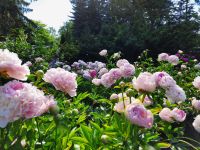 Estland - Tartu - Botanischer Garten