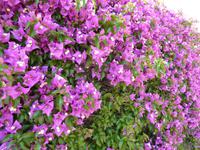 Bogavilla- herrliche Pracht