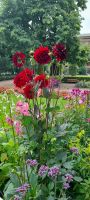 Bergen  schöne Blumenpracht